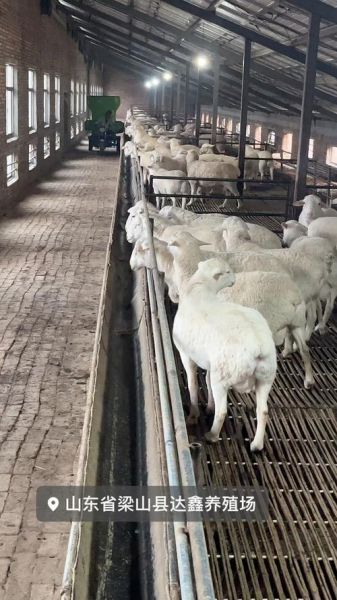 中国羊肉市场未来五年会爆发吗_养羊赚钱吗