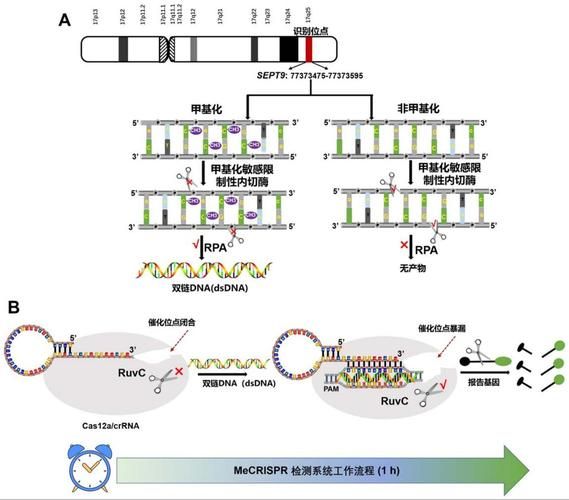 poct检测原理是什么_poct与实验室检验区别