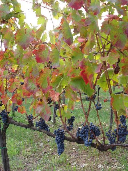 种植葡萄赚钱吗_葡萄种植前景怎么样