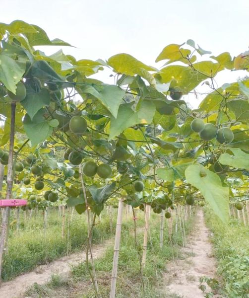 罗汉果种植前景怎么样_罗汉果市场潜力有多大