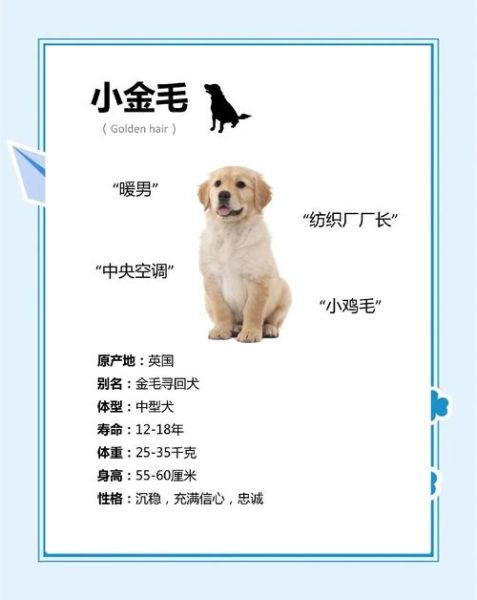 宠物犬养殖前景怎么样_2024年还能赚钱吗