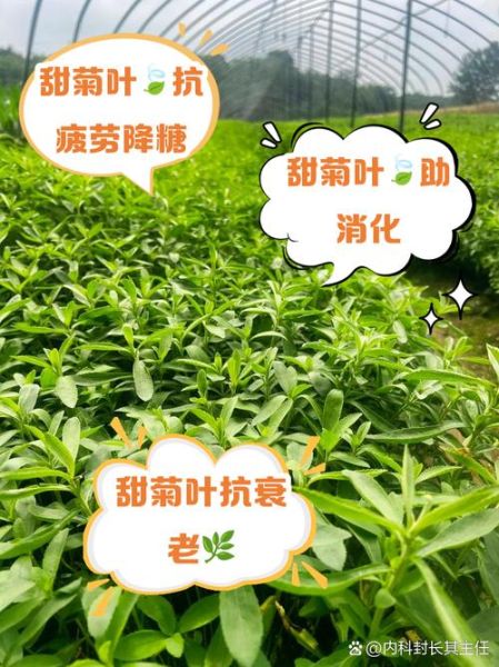 甜叶菊市场前景怎么样_甜叶菊种植赚钱吗
