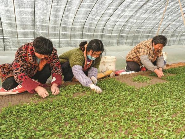 甜叶菊市场前景怎么样_甜叶菊种植赚钱吗