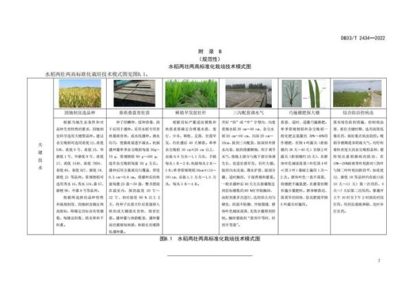 水稻种植技术_如何提高水稻产量