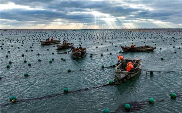 海水养殖行业前景如何_海水养殖赚钱吗