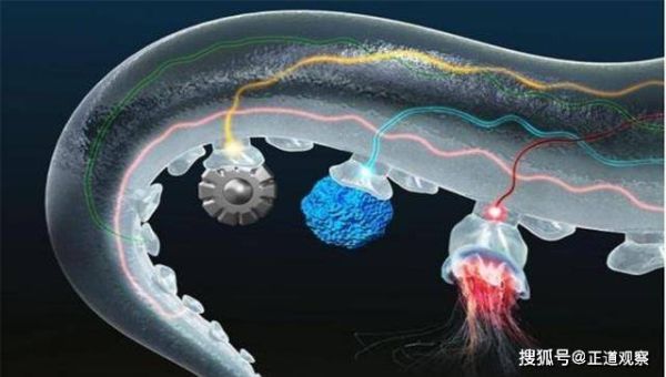 前景软体是什么_前景软体怎么样