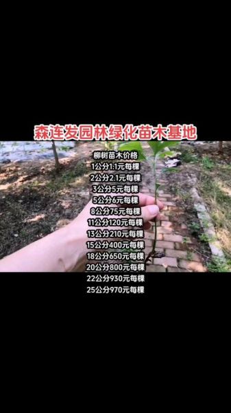 苗木价格多少钱一棵_苗木基地怎么选
