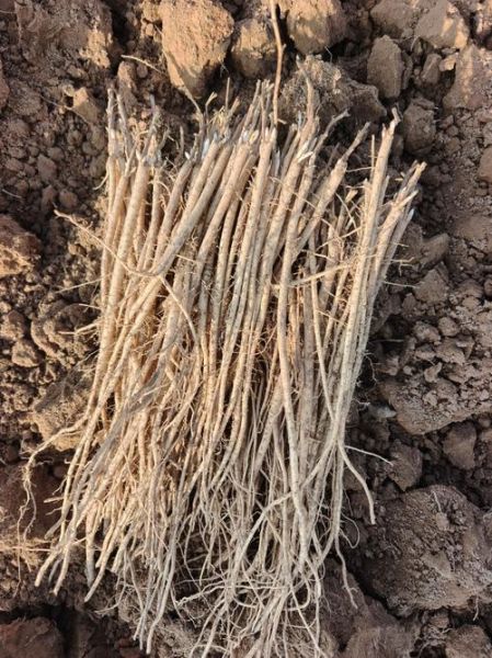 黄芪种植前景怎么样_黄芪未来五年价格走势