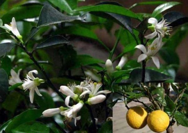 枳壳种植前景如何_枳壳未来五年价格走势