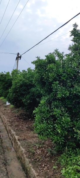 枳壳种植前景如何_枳壳未来五年价格走势