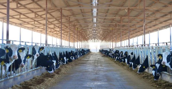 奶牛养殖赚钱吗_2024奶牛市场前景如何