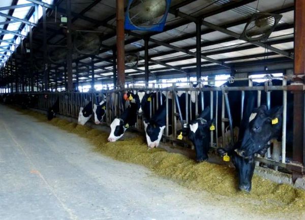 奶牛养殖赚钱吗_2024奶牛市场前景如何