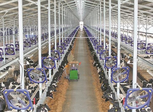 奶牛养殖赚钱吗_2024奶牛市场前景如何