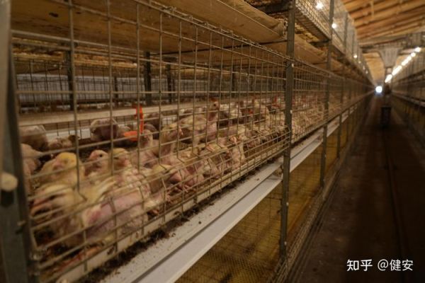 2024年养殖业前景如何_新手养什么最赚钱