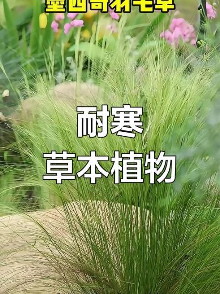 耐冷前景草有哪些_冬季常绿草坪推荐