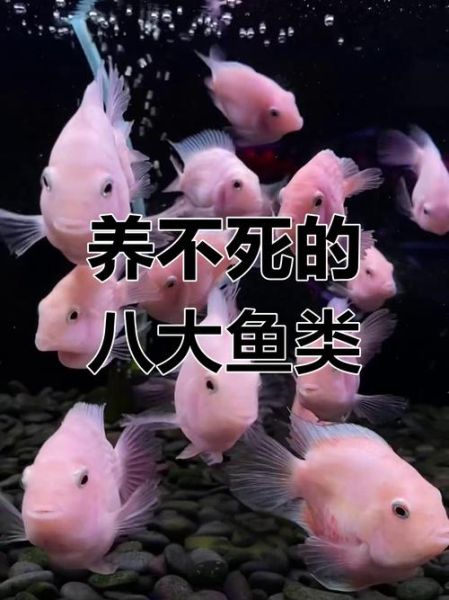 观赏鱼行业前景如何_新手适合养什么观赏鱼