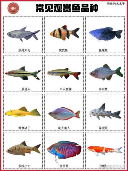 观赏鱼行业前景如何_新手适合养什么观赏鱼