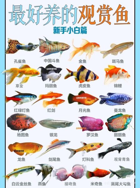 观赏鱼行业前景如何_新手适合养什么观赏鱼
