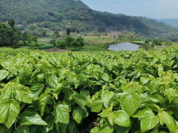 蚕业前景怎么样_蚕桑养殖赚钱吗