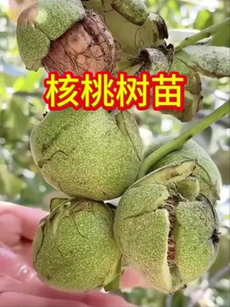 核桃市场前景怎么样_核桃种植赚钱吗