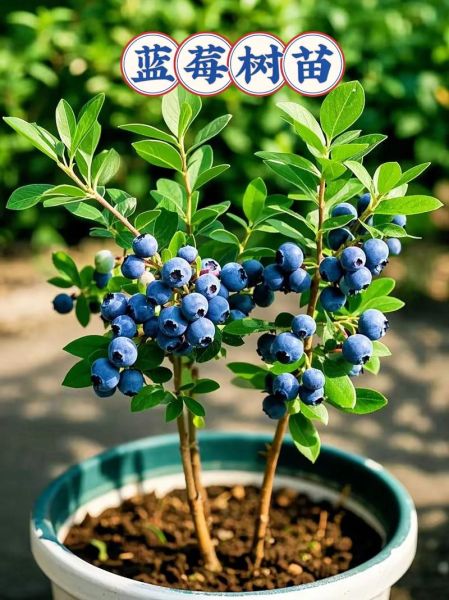 蓝莓种植前景如何_蓝莓品种哪个好