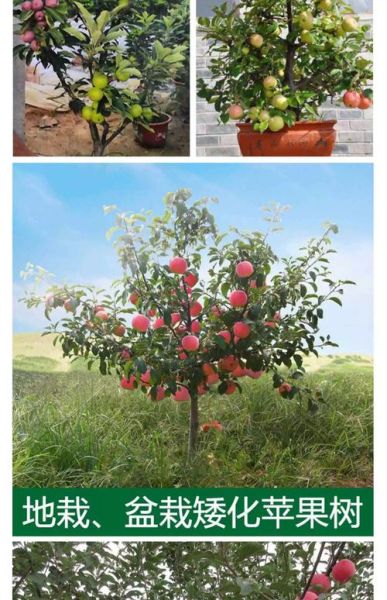 苹果树前景怎么样_苹果树种植前景如何