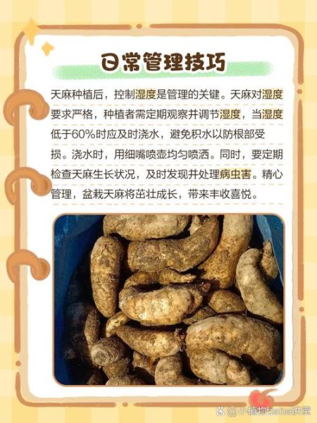 2017年天麻种植前景怎么样_天麻价格还会涨吗