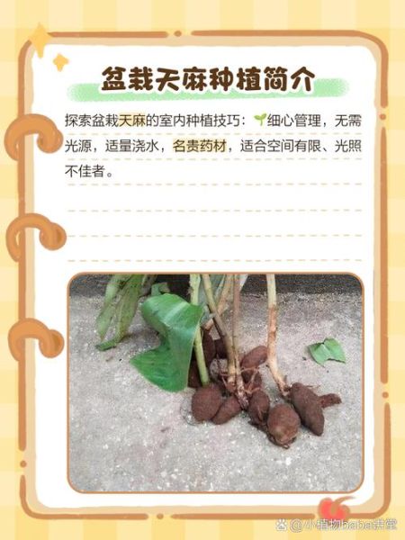 2017年天麻种植前景怎么样_天麻价格还会涨吗