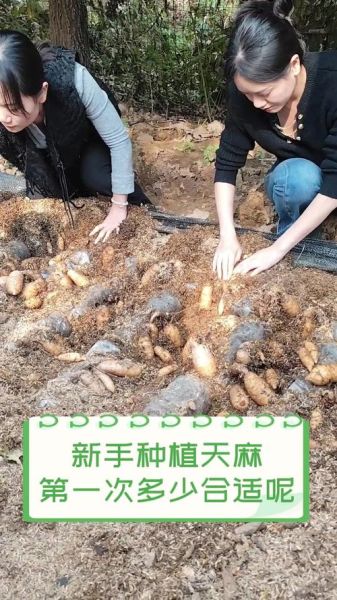 2017年天麻种植前景怎么样_天麻价格还会涨吗