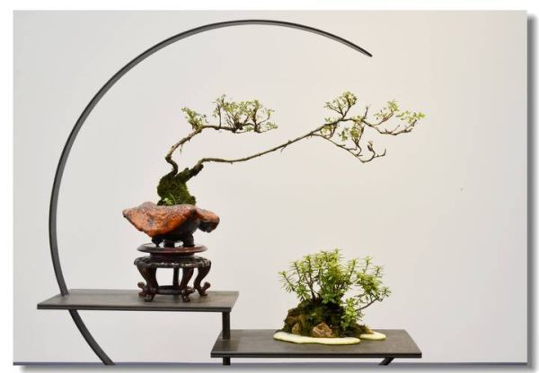 盆景发展前景怎么样_盆景行业赚钱吗