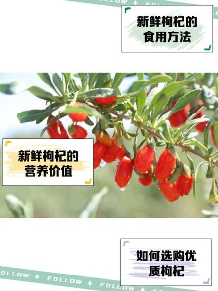 枸杞种植前景如何_枸杞种植利润高吗