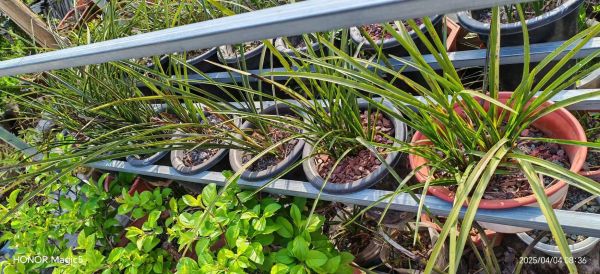 兰花市场前景怎么样_兰花投资赚钱吗