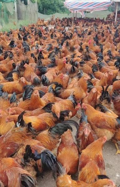 肉禽前景怎么样_2024年肉禽养殖还能赚钱吗