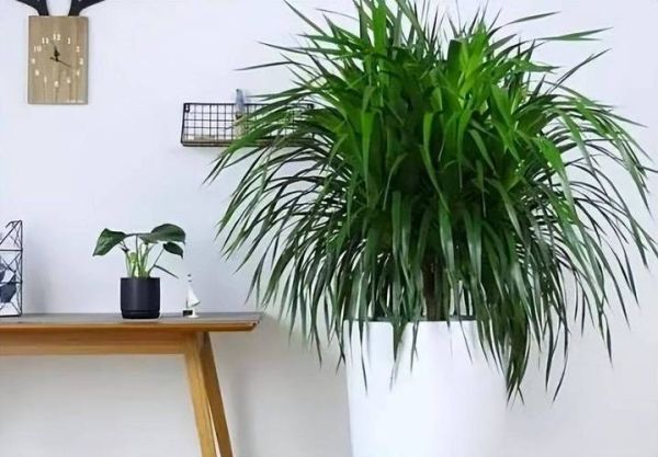 什么花适合新手养_室内开花植物推荐