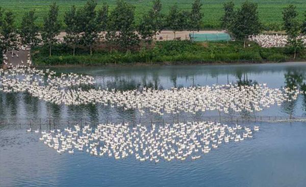 生态养殖的前景怎么样_生态养殖有哪些优势