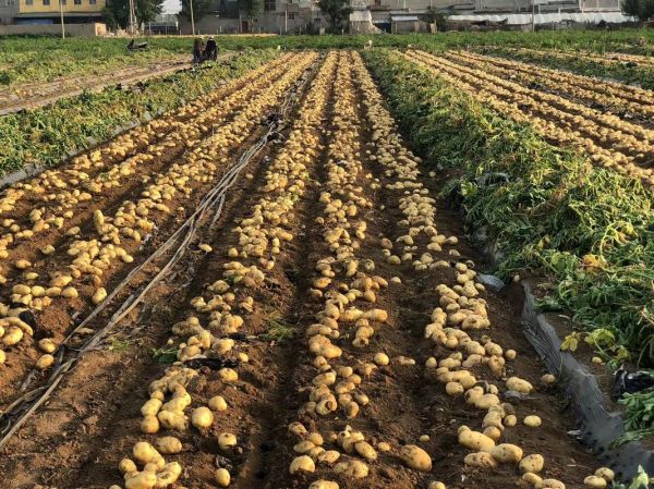 马铃薯种植赚钱吗_马铃薯市场前景怎么样