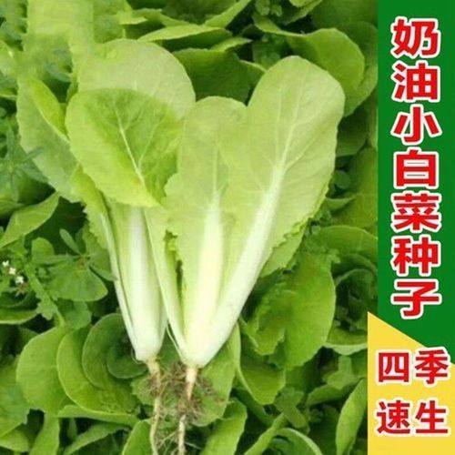 种植蔬菜前景怎么样_2024年种什么蔬菜最赚钱