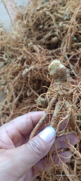 三七种植前景如何_三七市场未来五年走势