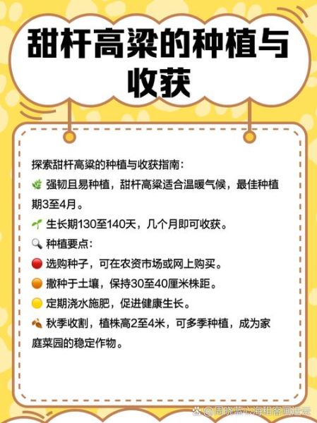 甜高粱种植前景如何_甜高粱经济效益怎么样