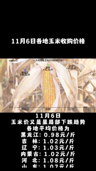 玉米价格还会涨吗_2024年玉米市场前景分析