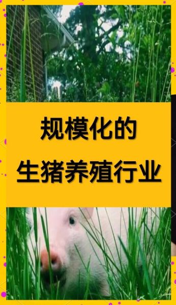 2024年养猪赚钱吗_养猪前景怎么样