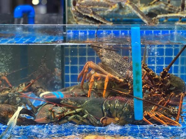 投资海鲜市场前景怎么样_海鲜生意赚钱吗