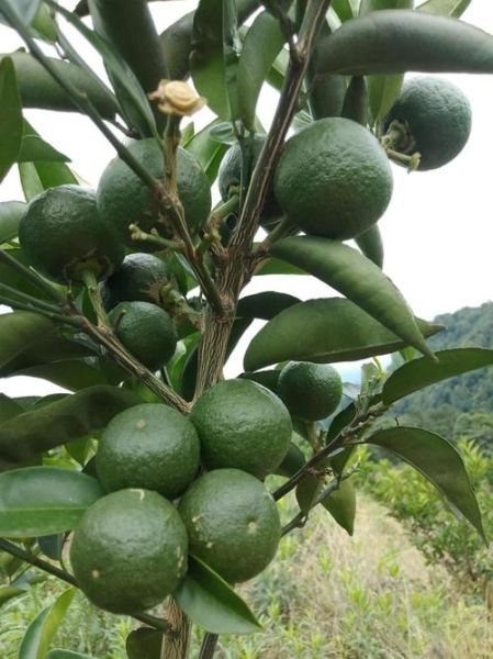 积壳前景怎么样_积壳种植赚钱吗