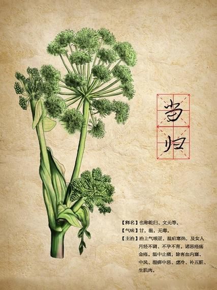 当归价格多少钱一斤_当归的功效与作用禁忌