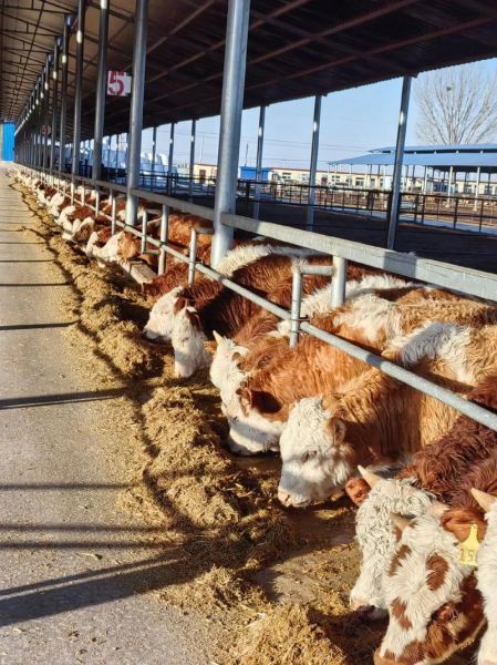 2016年养牛赚钱吗_养牛前景怎么样