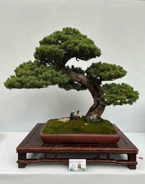 盆景行业发展前景如何_盆景创业赚钱吗