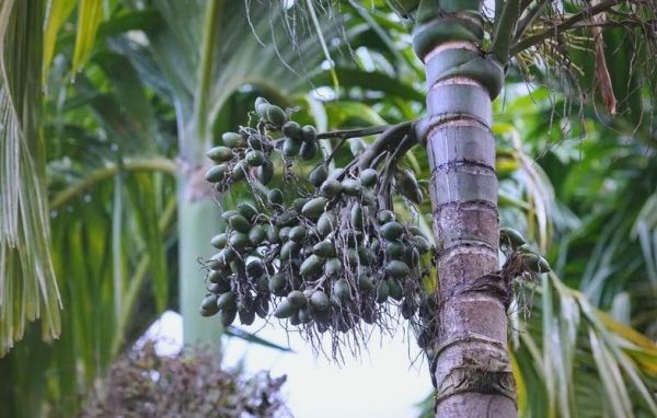 槟榔市场前景怎么样_槟榔行业还能投资吗