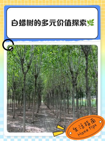 白蜡树种植前景怎么样_白蜡木价格走势