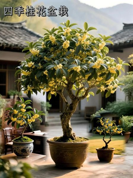 桂花种植前景如何_桂花市场前景怎么样