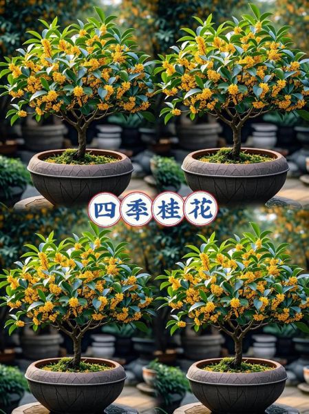 桂花种植前景如何_桂花市场前景怎么样